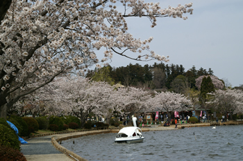 千波湖畔の桜並木